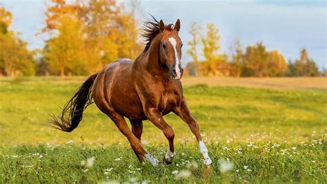 onextwo caballos.